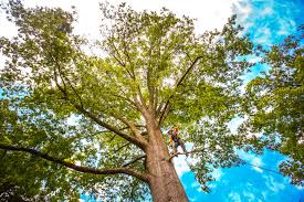 Best Tree Cabling and Bracing  in Dasher, GA