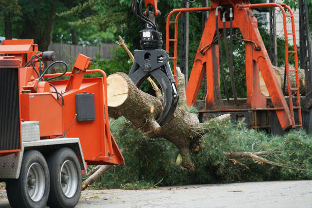 Best Tree Disease Treatment  in Dasher, GA