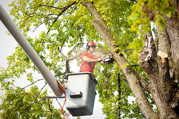 Best Hedge Trimming  in Dasher, GA