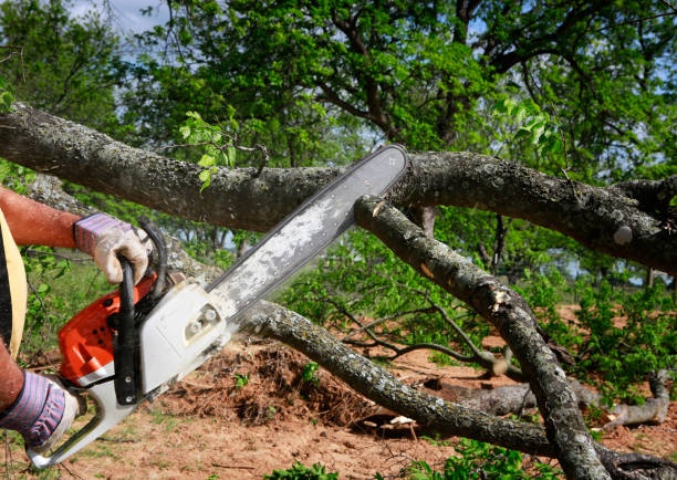 Best Arborist Consultation Services  in Dasher, GA